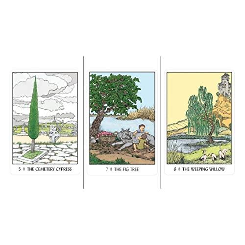 Kancharo 32-Card Oracle Card Set, Tarot Card Reading [Oracle of the Trees], Includes Basic Instructions and Pouch (Japanese) (Authentic)