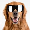 FS SP 05 Plastic Professional Pet Wide View Adjustable Webbing Anti UV Protection Glasses for Large Dogs(Silver )