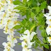 Artificial Realistic White Wisteria Tree Faux Decorative Plant in Nursery Pot for Indoor Décor, 160cm