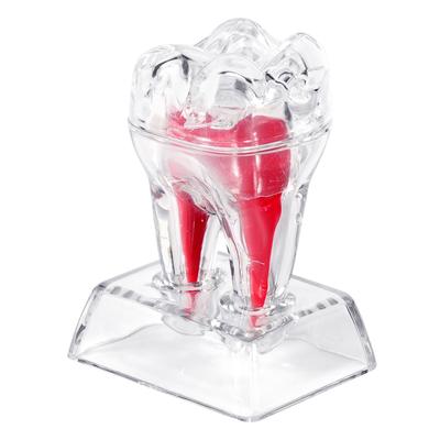 Teeth Model Dental Anatomical Structure Detachable Dental Anatomical Model Transparent Tooth Decomposition Dentistry Ornaments