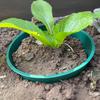 6Pcs Planting Grow Rings 9.84-Inch Round Plant Support Rings Promote Deep Watering Garden Plant Protector for Vegetables Herbs Flowers