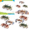 Marine Life Crab Replica With Static Display For Home Or Office Use