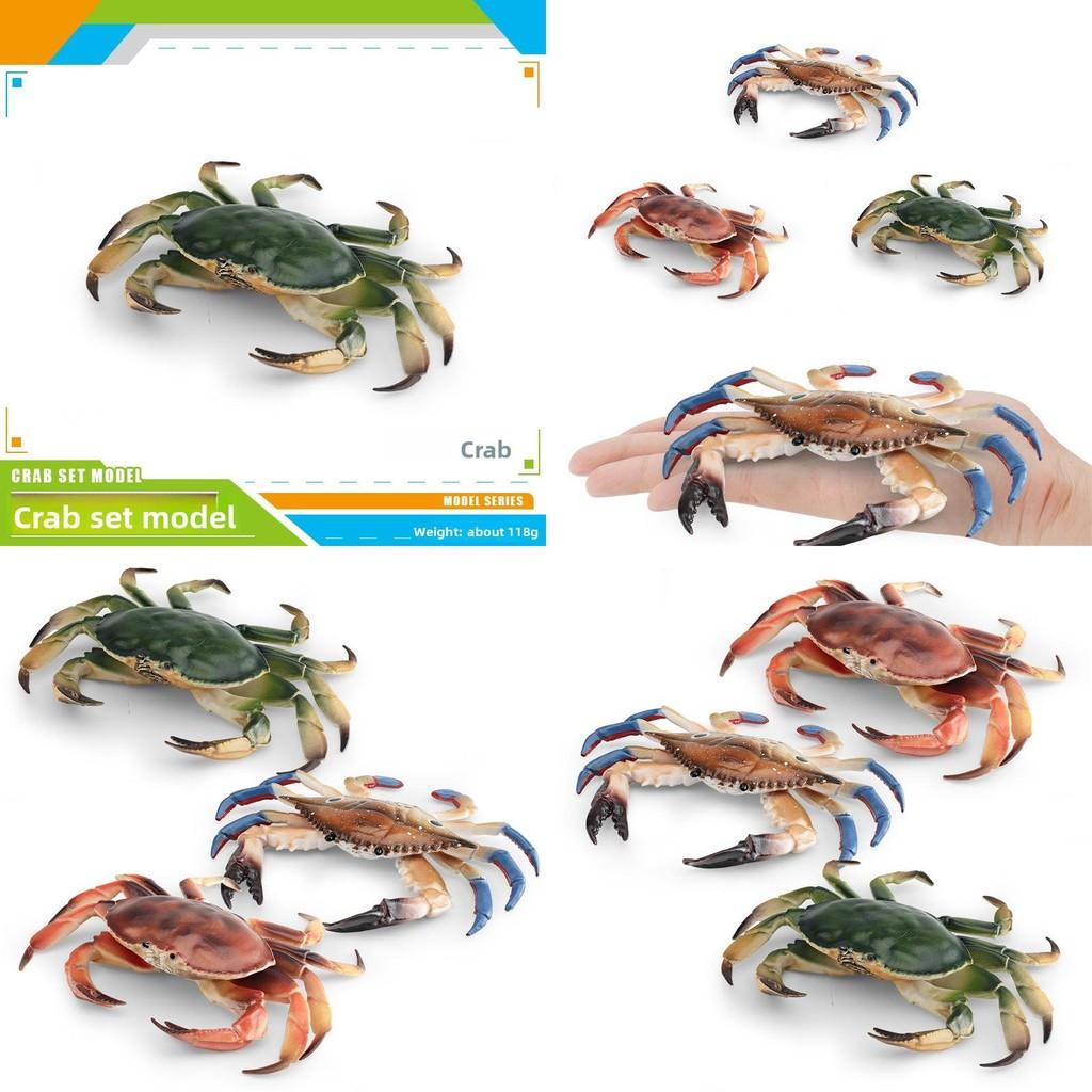 Marine Life Crab Replica With Static Display For Home Or Office Use
