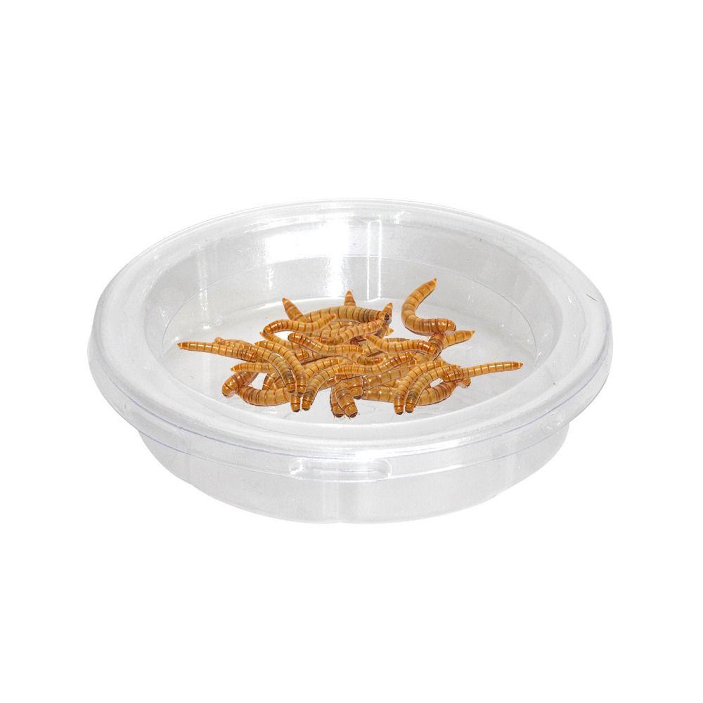 5pcs Round Reptile Feeding Dish Transparent Reptile Terrarium Practical Lizard Food Bowl  Bird