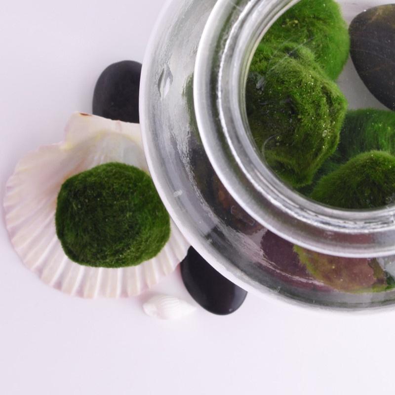 Buy Marimo Moss Balls Live Aquarium Plant Algae Fish Shrimp Tank Ornament at affordable prices