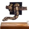 Snake Wall Decor 3D Realistic Gothic Resin Figurine with Branch Gothic Snake Decor for Home Bedroom Living Room Outdoor Bathroom