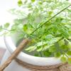 Plastic Artificial Maidenhair Fern Plants Handmade Fake Plant  Home Garden Decor