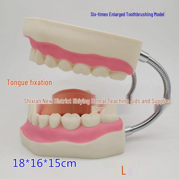6x Magnification Dental Model with Tongue Fixing for Children s Tooth Brushing Education 6x Brushing