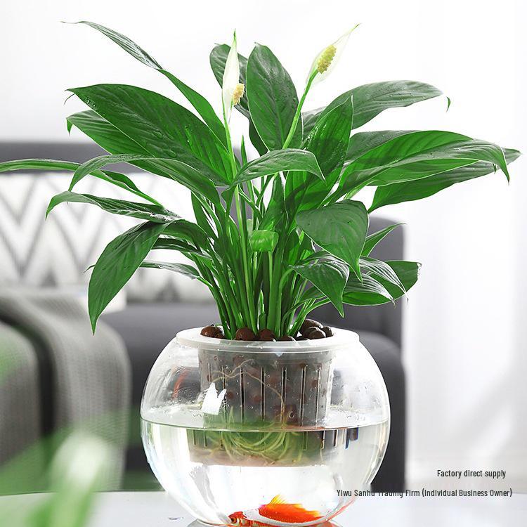 Modern Minimalist Hydroponic Glass Vase for Pothos & Green Plants - Living Room Desk Decor
