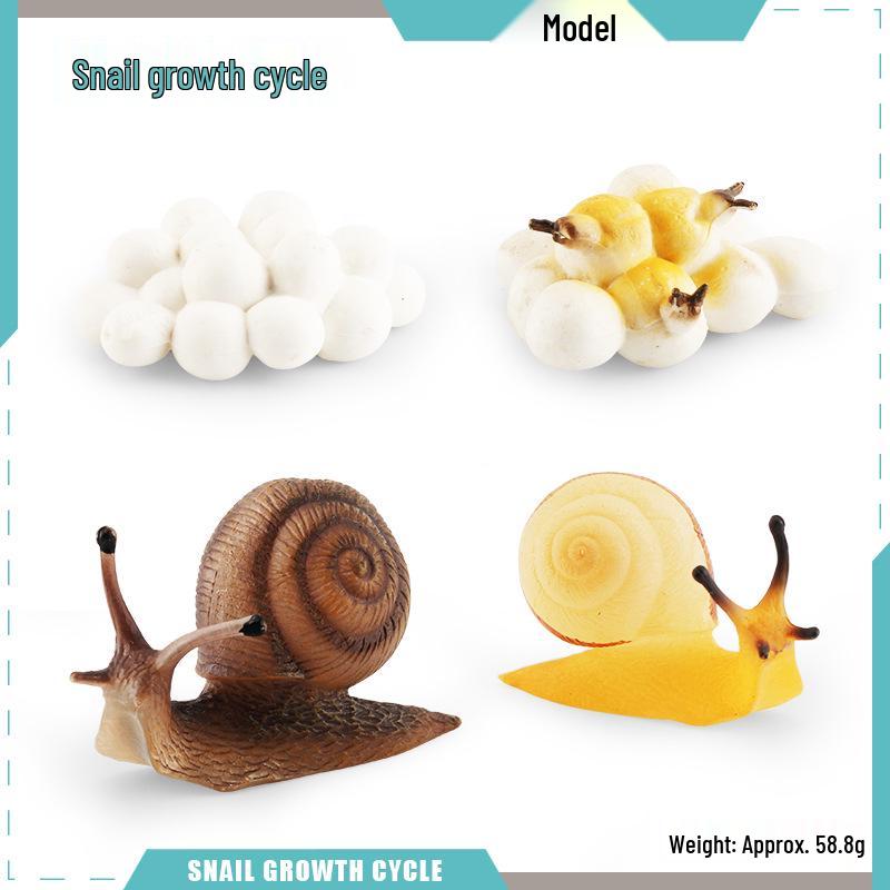 Animal Growth Cycle Models: Chicken, Duck, Goose, Butterfly, Turtle, Frog Montessori Teaching Figurines