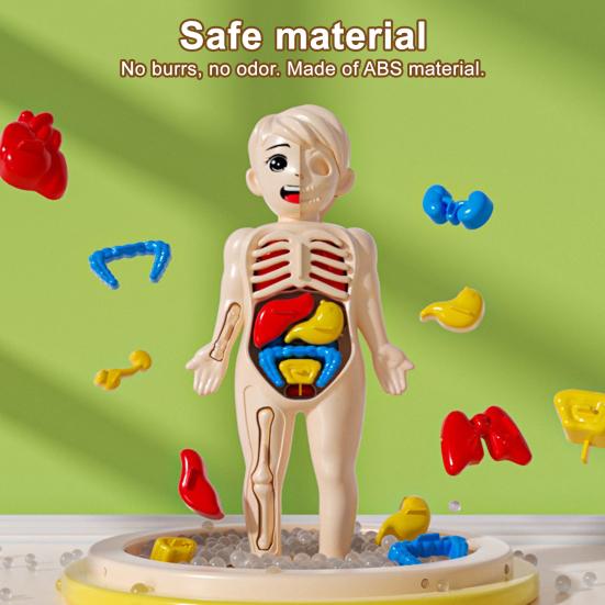 Kids Human Body Model with Tweezes Educational Body Structure Internal Organ Learning Toy Body Parts Assembly Kit 3D Anatomy Physiology Study Tool
