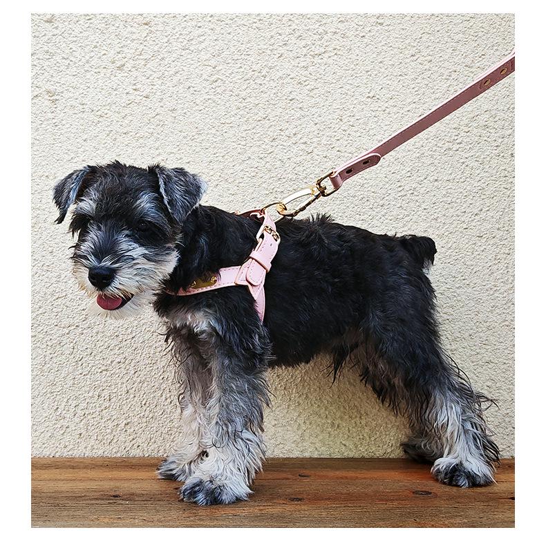 Dego Fashion Wasserdichtes Hundegeschirr & Leinen-Set für Kleine/Mittelgroße Hunde