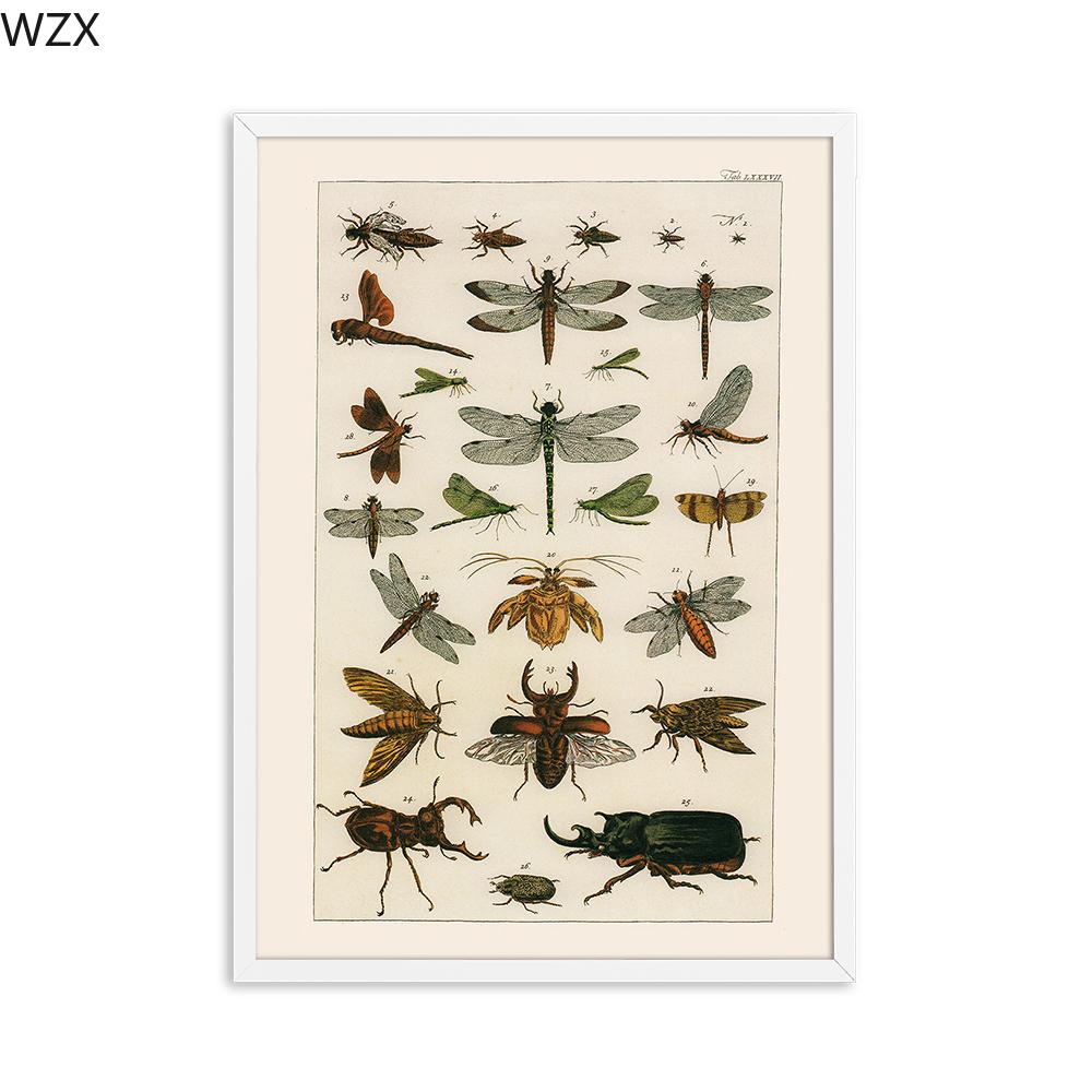 

Античная бабочка, винтажные постеры, принты, насекомые, природа, образование, настенное искусство, холст, настенная живопись, картина для детской комнаты, домашний декор 30x40cm No Framed