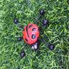 Wall Climbers Insects Rolling Glass Insects Sticky Wall Climbing Capsules Children's Gifts New Strange Toys