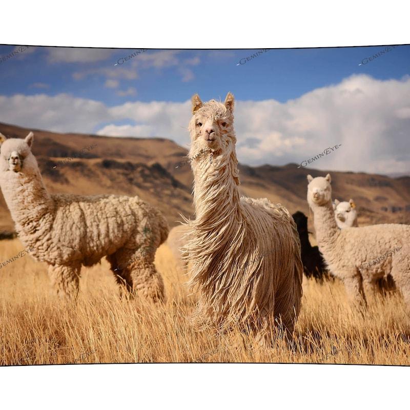 Tapestry entirely of Andean alpaca 75x100 чёрный