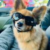 ATUBAN Dog Sunglasses for UV Protection Wind Protection Dust Protection Adjustable Strap Pet Glasses for Snow Beach Motorcycle