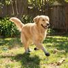 4PCS Breathable Non-slip Dog Shoes Waterproof Pet Paw Protector Soft Pet Knitted Socks  Walking