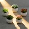 Simulated Succulents Artificial Succulents with Pots,plastic for Desktops, Offices and Decorations - Ideal for Decoration