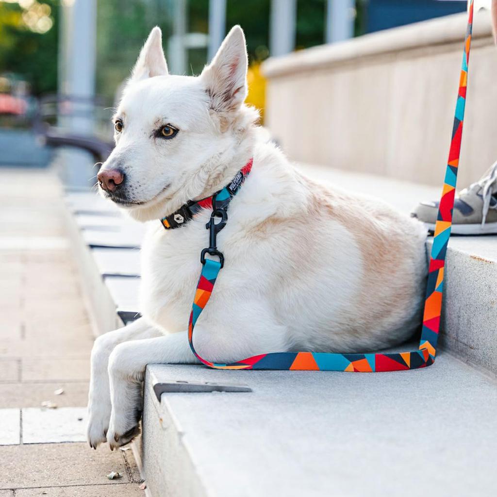 WOLFGANG ShatterShapes Leash Width X Length 122cm for Medium and Large (Medium Size) 2.5cm [Leash Dogs]