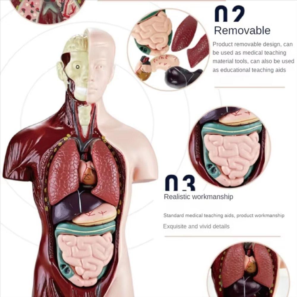 DIY Mannequin Menschlicher Torso Anatomiemodell Konstruktion Kind Skelettmodell Geburtstagsgeschenk für Kinder