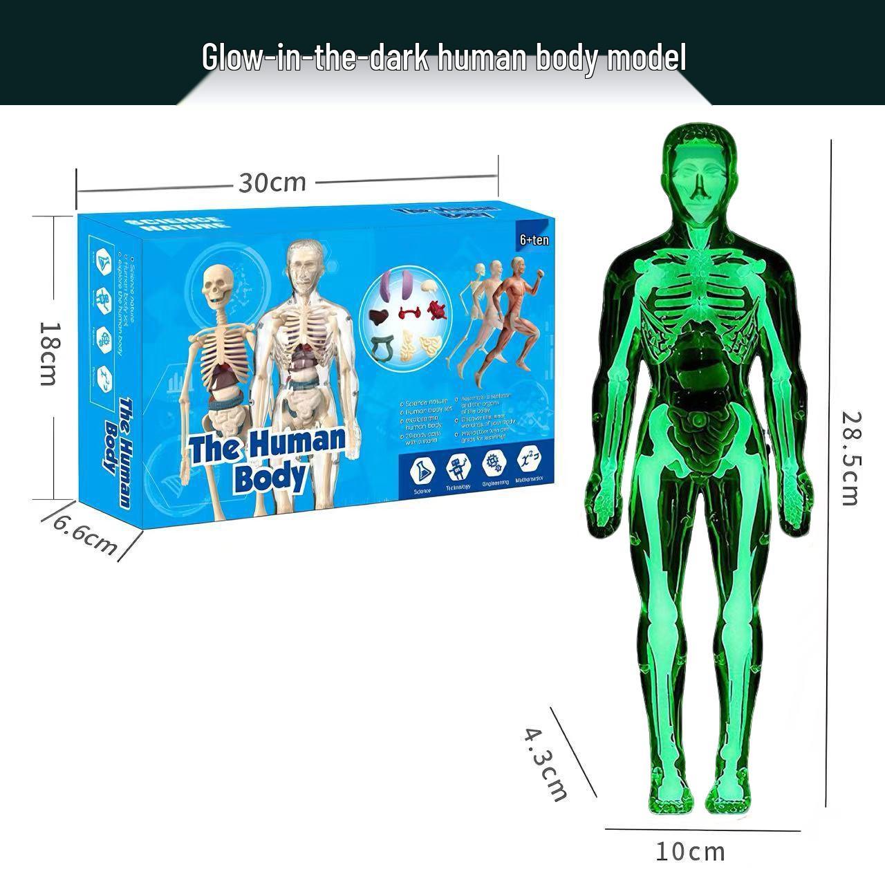 Luminous 3D Human Anatomy Skeleton Model - Educational Toy for Kids