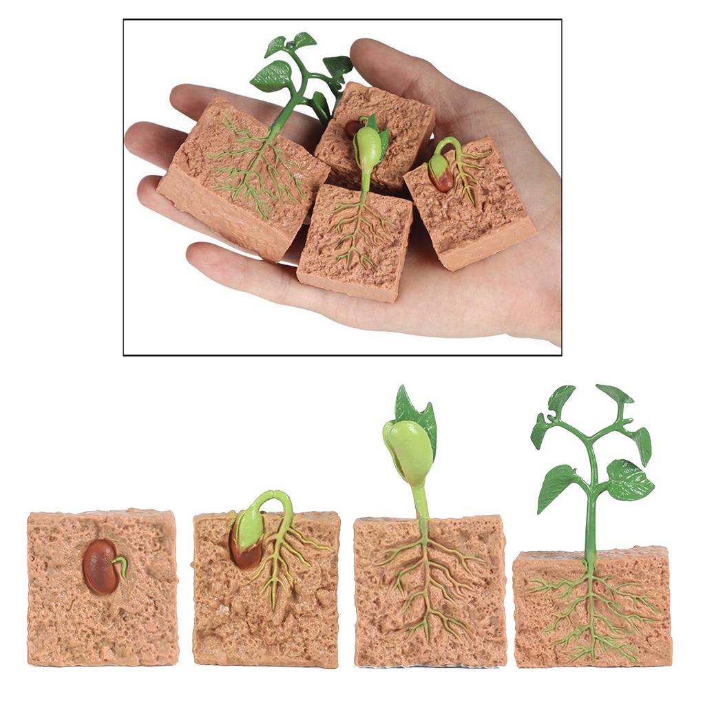 Seed Growth Model Montessori Educational Toys Plant Growth Process Cognition Montessori School Creative Early Education Toys