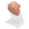 Human Tongue Model Soft Silicone Lifelike Acrylic Stand Mouth Model for Jewelry Display Flesh Blond