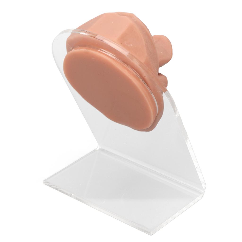 Human Tongue Model Soft Silicone Lifelike Acrylic Stand Mouth Model for Jewelry Display Flesh Blond