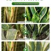 Snake Plant Flower Nutrient: Water-Soluble Fertilizer for Golden Edge Green Potted Plants, No Dilution Needed