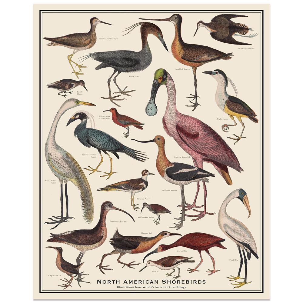 Antique-Style North American Bird Poster Bird Identification Scientific Chart Prints North American Owl Bird Identification Art 21X30CMNo Framed