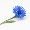 80 Seeds of Imperial Cornflower (Centaurea Moschata Imperialis)