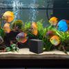 1pcs Water Trough Purifier Cube Activated Carbon Water Purifier Cube Filter For Aquarium, Ponds, Fish Tank Water Purification