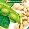 Safeguard Herbal Soap & Arawana Soybean Oil Bundle