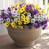 Realistic 37cm Artificial Pansy Flowers 3 Heads Silk Butterfly Flowers Simulation Flowers Table Centerpiece