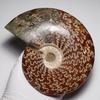 Stein Natürliches Fossil Ammonit ca. [N2 Natürlich] (Nahtmuster-Ammonit) / Naht-Präparat (11 „Einzigartig“ 746g, 157x132x33mm)