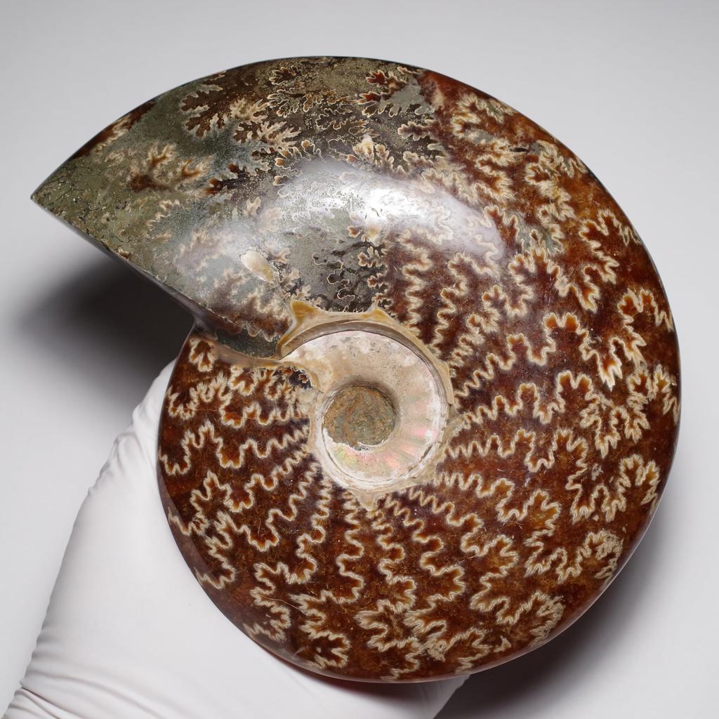 Stein Natürliches Fossil Ammonit ca. [N2 Natürlich] (Nahtmuster-Ammonit) / Naht-Präparat (11 „Einzigartig“ 746g, 157x132x33mm)