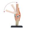 4D Knee Joint Ligament Anatomy Model for Medical Teaching