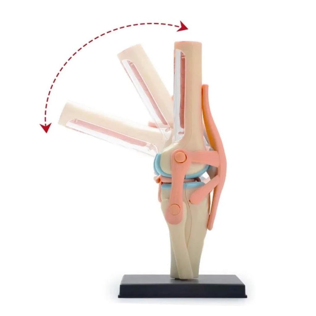 4D Knee Joint Ligament Anatomy Model for Medical Teaching