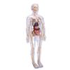 Clear Human Body Skeleton Model Kit 3D Human   Structure Model Kit with Removable Organs for Kids