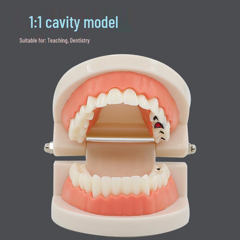 

Children s Dental Education Tooth Model for Kindergarten