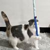 Bunte Katzenangel Plüsch Interaktives Spielzeug Raupe Haustierbedarf Outdoor-Spaß