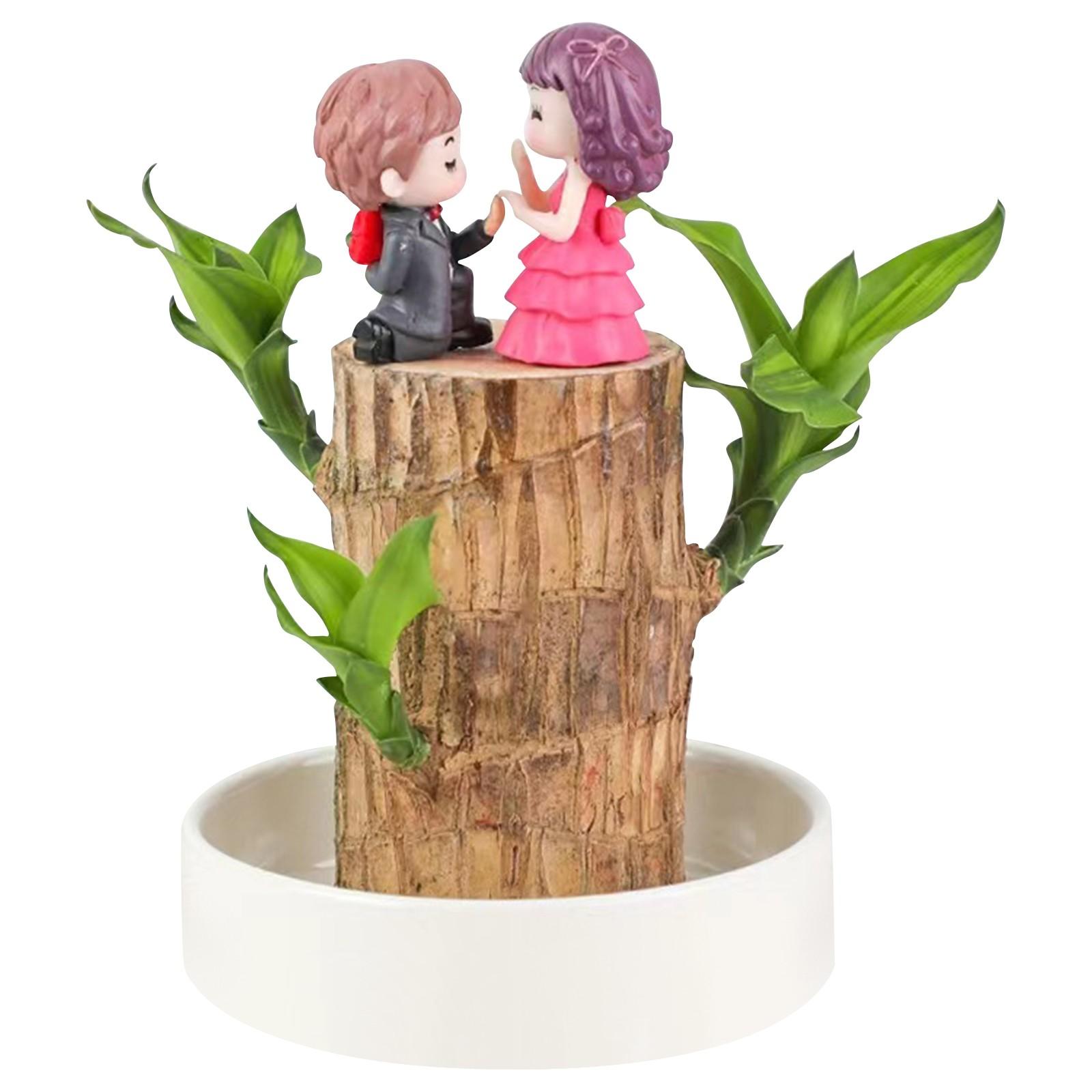 

Lucky Bamboo Couple Figurine Set Indoor Water Propagation Plant Decorative Pot with Ceramic Base Four Seasons Easy Care Plant