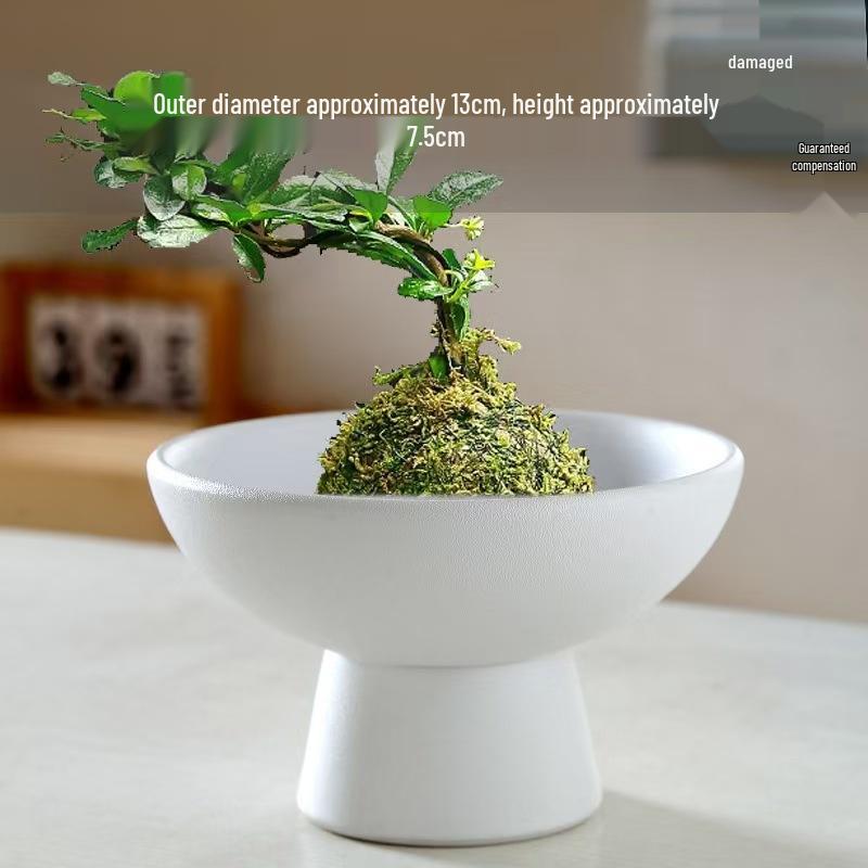 Modern Ceramic Tea Snack Plate with Fern Hydroponic Plant Holder