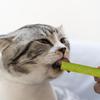 Cat Grass Chew Stick Natural Grass Tooth Grinding Stick Multi-Functional Grass Tooth Grinding Stick For Indoor Cats Teeth Caring