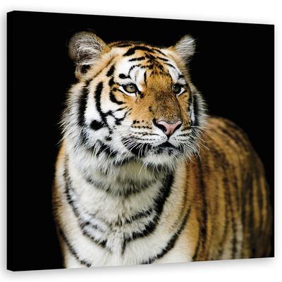 Obraz Majestátny tiger