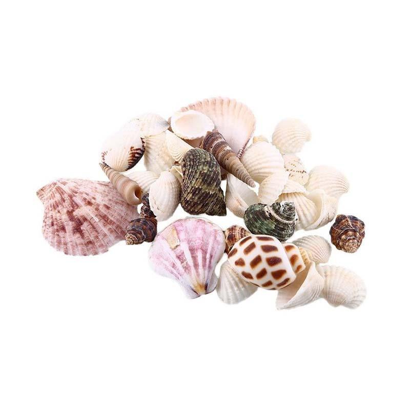 Circa 100g di Conchiglie Marine Miste 30 Pezzi per Sacchetto, con Colori Casuali per Creare un Paesaggio Acquario Unico