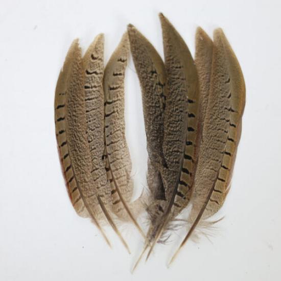 5X Pheasant Tail Feathers Decor Natural Feather Opera Plume Feathers Hat Craft 10-15cm
