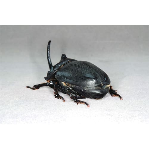 Nirvana African Giant Rhinoceros Beetle Figure, Coleoptera, Refrigerator Ornament, Magnetic, Realistic, Adult, Illustrated, Insect, Beetle, Resin, Adu