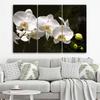Dreiteiliger Leinwanddruck „Orchid Flowers Nature White“.
