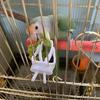 Portacomidas para Pájaros Pequeños Lindo Pinza para Loro Dispositivo Alimentador de Hueso de Jibia Pinza Accesorios para Jaula de Pájaros